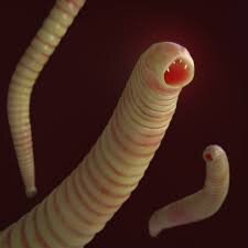 انگل‌ و انگل‌شناسی (parasitology)