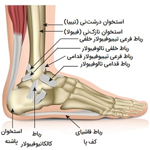همه چیز درباره ی رباط در بدن